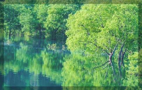 image photo